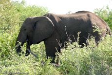 Afrikanischer Elefant (24 von 131).jpg